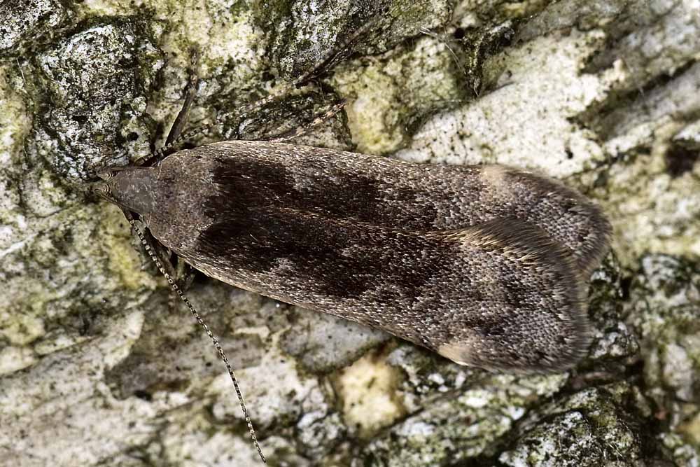 Gelechiidae? S, Anacampsis populella
